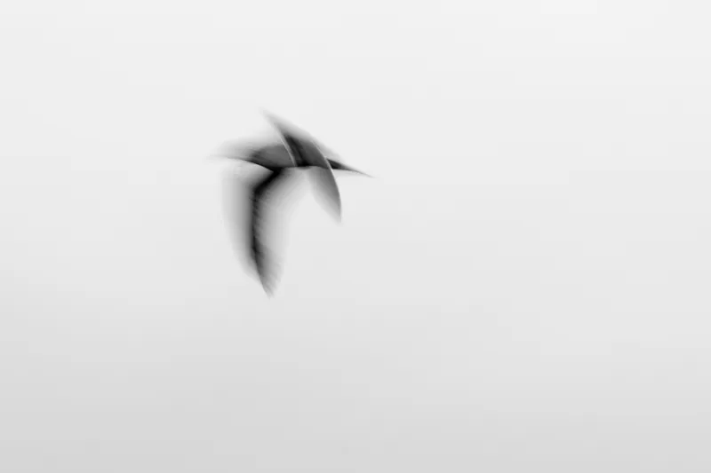 Cormorant I, Pendennis Point. 2019.